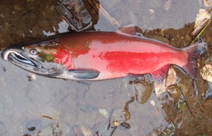 coho-salmon